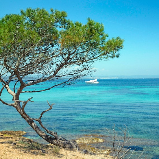 Festival du Film de Cannes